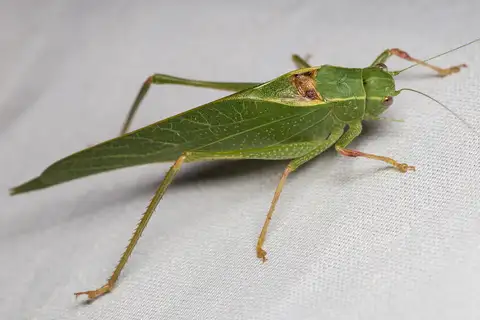 California Anglewing