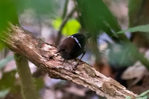 Wing-banded Wren