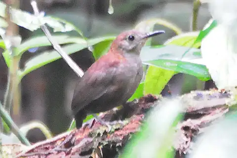 Southern Nightingale-Wren
