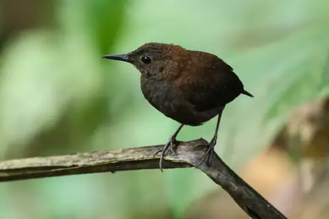 Northern Nightingale-Wren