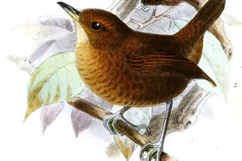 Flutist Wren