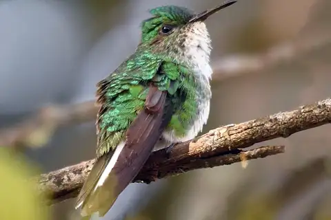 White-tailed Emerald