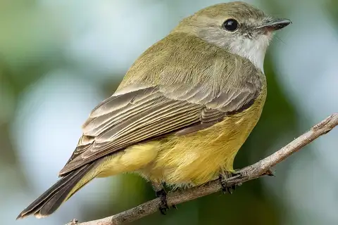 Lemon-bellied Flyrobin