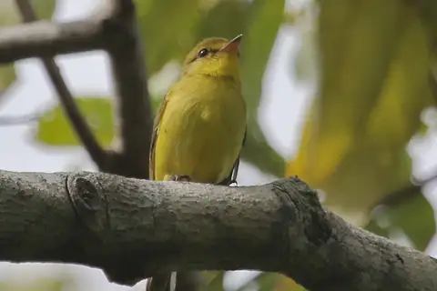 Golden-bellied Flyrobin