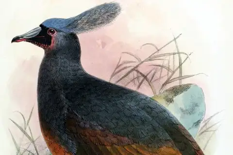 Choiseul Pigeon
