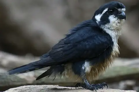 Black-thighed Falconet