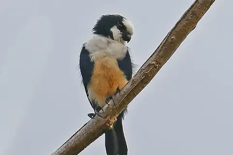 White-fronted Falconet