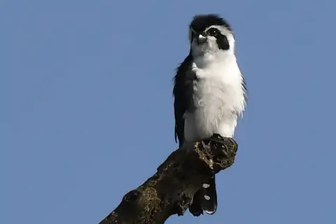 Pied Falconet