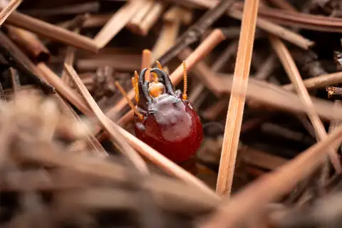 Southern Harvester Termite