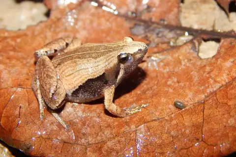 Javan Chorus Frog