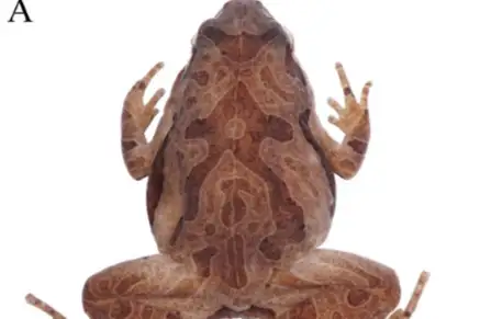Beilun Pygmy Frog
