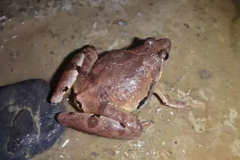 Berdmore's Narrow-mouthed Frog