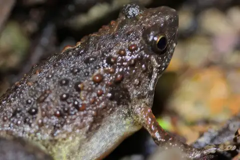 Tubercled Pygmy Frog