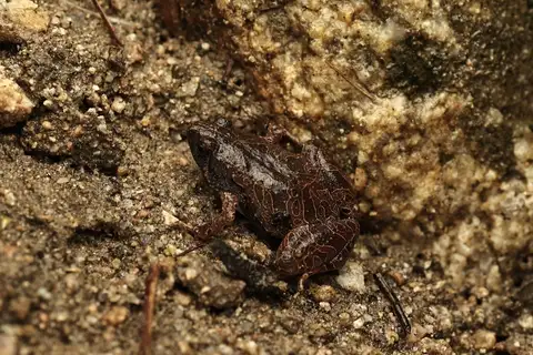 Dabie Mountains Pygmy Frog