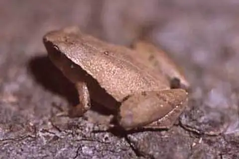 Dark-sided Chorus Frog