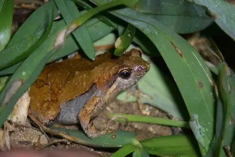 Yaeyama Narrow-mouthed Toad