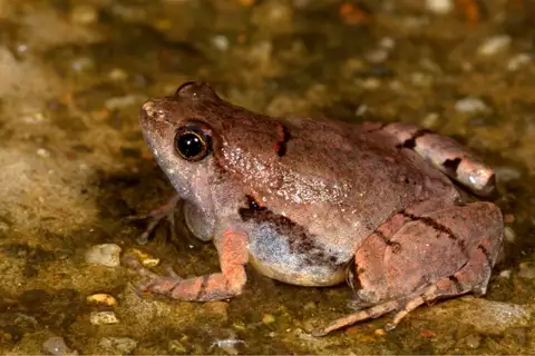laterite narrow-mouthed frog