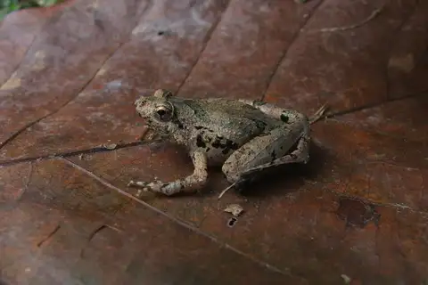 Malcolm's Narrow-mouthed Frog