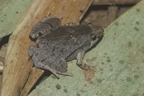 Manthey's Narrow-mouthed Frog