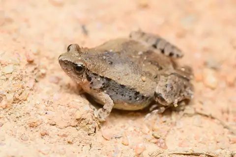 Mukhlesur's Narrow-mouthed Frog