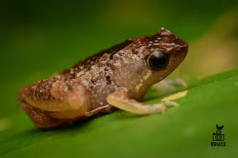 Matang narrow-mouthed frog