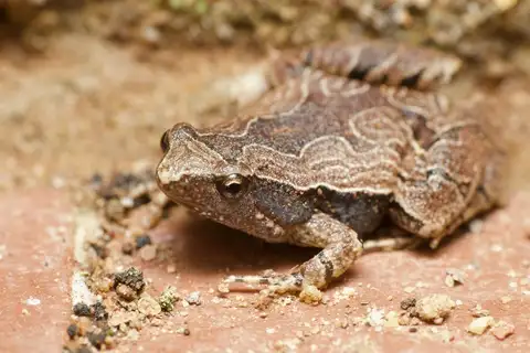 Nilphamarai Narrow-mouthed Frog