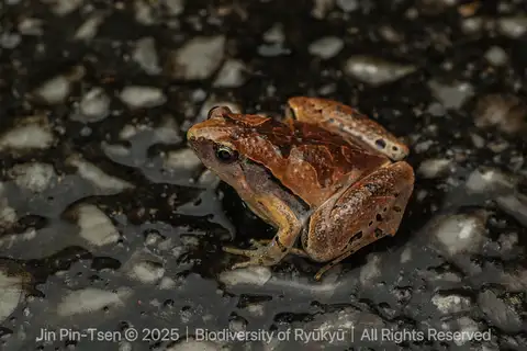Okinawa Rice Frog