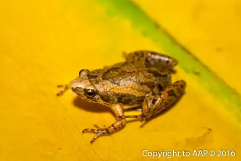 Bali Chorus Frog