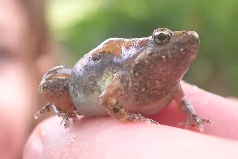 Ornate Narrow-mouthed Toad