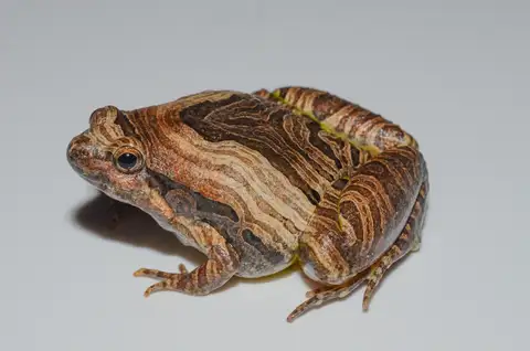 Beautiful Pygmy Frog