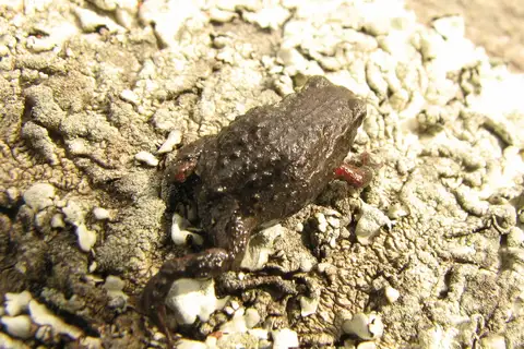 Microkayla chacaltaya