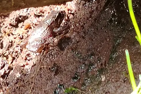 Wettstein's Andes Frog