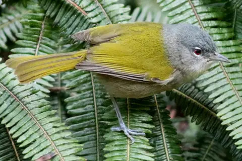 Green-tailed Warbler
