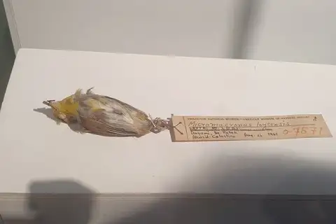 Visayan Miniature Babbler