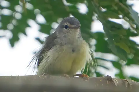 Mindanao Miniature Babbler