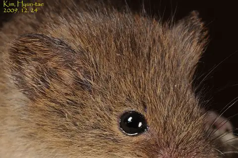 Eurasian Harvest Mouse