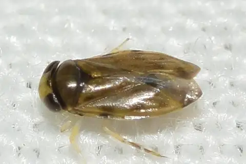 Micronecta scholtzi