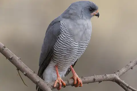 Gabar Goshawk