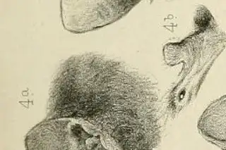 East Coast Free-tailed Bat