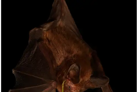 Common Big-eared Bat