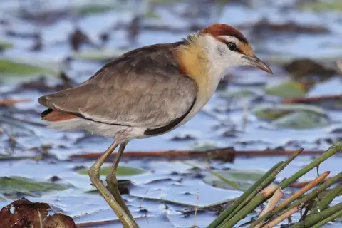 Lesser Jacana