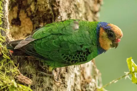 Red-breasted Pygmy Parrot