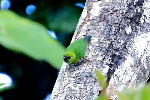 Finsch's Pygmy Parrot