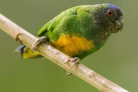 Geelvink Pygmy Parrot