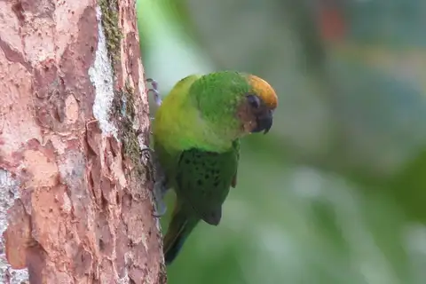 Yellow-capped Pygmy Parrot