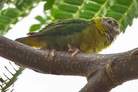 Meek's Pygmy Parrot