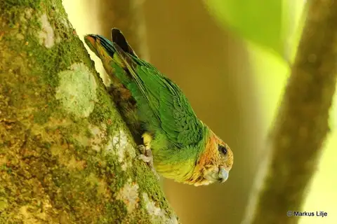 Buff-faced Pygmy Parrot