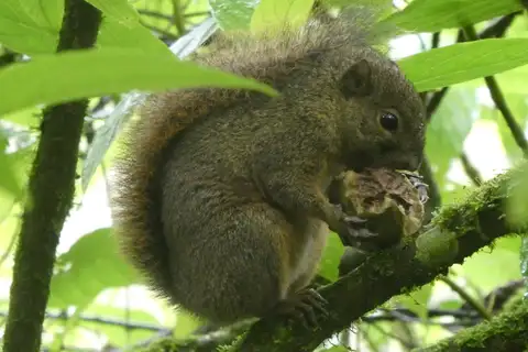 Central American Dwarf Squirrel