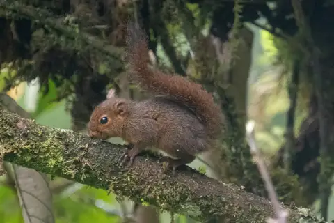 Western Dwarf Squirrel