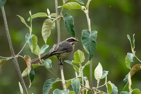 Plain-tailed Warbling Finch